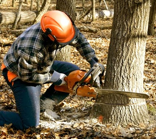Tree Removal in Cook Springs, AL